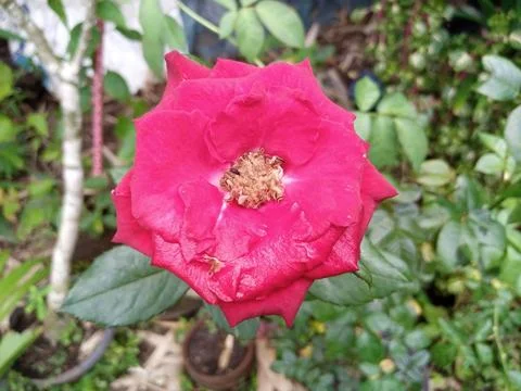 Red roses bloom Stock Photos