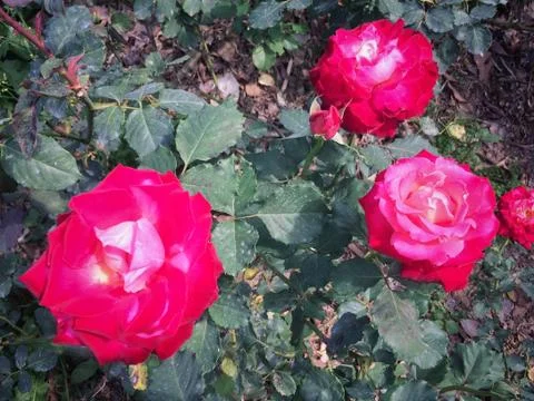 Red Roses bloom on the tree in the rose garden nature background. Stock Photos