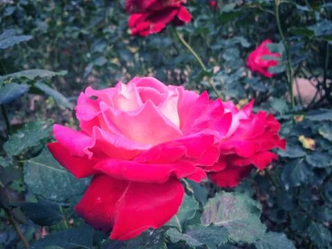 Red Roses bloom on the tree in the rose garden nature background. Stock Photos