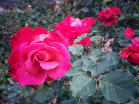 Red Roses bloom on the tree in the rose garden nature background. Stock Photos