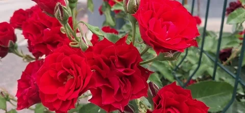 Red roses blooming close up Stock Footage 337324035