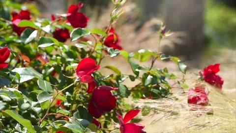 Red roses blooming in a garden, close up. Gardening, landscape design Stock Footage 309028375