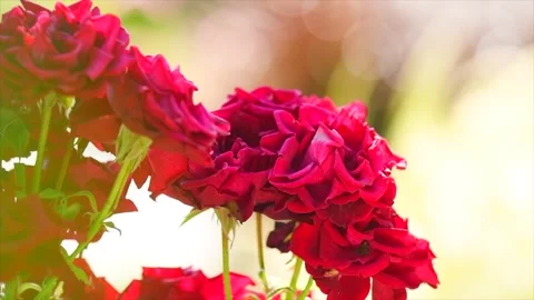Red roses blooming in a garden, close up. Gardening, landscape design Stock Footage 338285486
