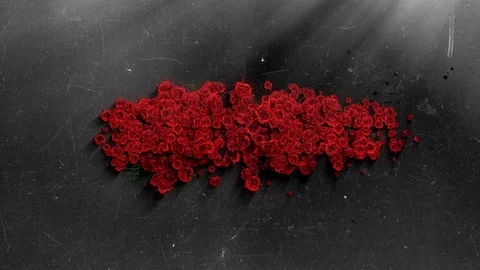 Red Roses Blooming From a Stone Stock Footage 128115108