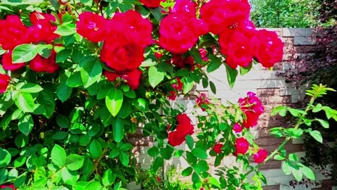 Red roses blossoming Stock Footage 311233903