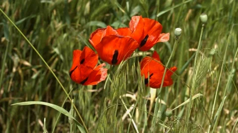Red Roses Blowing In The Wind Vídeos de archivo 50599938