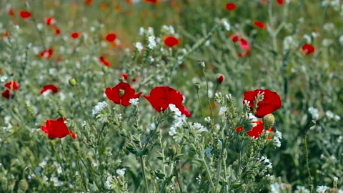 Red Roses blowing in the wind Stock Footage 130947868