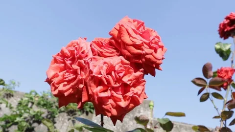 Red roses blowing in the wind in front of the sky Stock Footage 109514917
