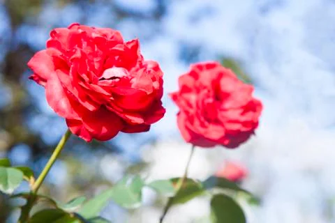 Red roses on blue sky background. Stock Photos