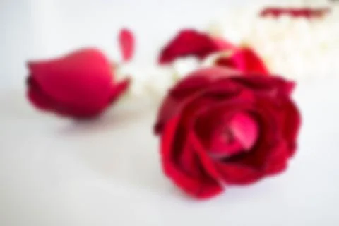 Red roses blur focus background Stock Photos