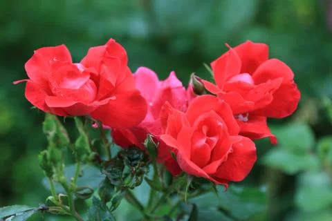 Red roses on a blurred background Stock Photos