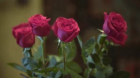 Red roses bouquet Stock Footage 73570506