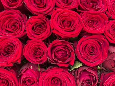 Red Roses Bouquet Pattern Background, Template Greetings Card Banner For Fe.. Stock Photos