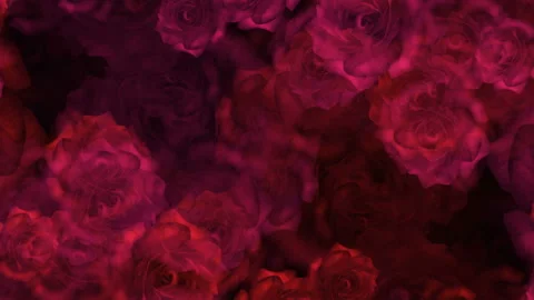 Red roses buds on a background for wedding video Видео 102866733