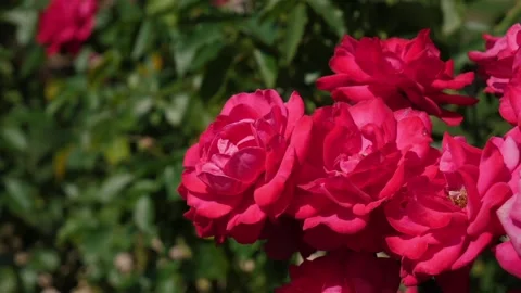 Red roses Bush Stock Footage 247932803