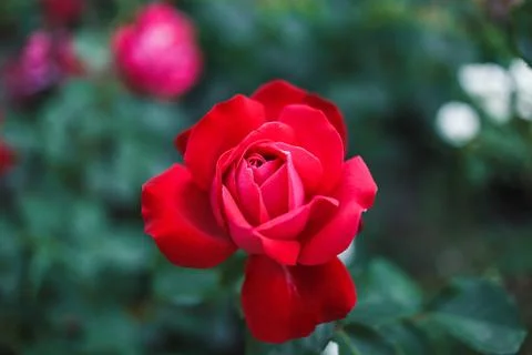 Red roses bush Stock Photos