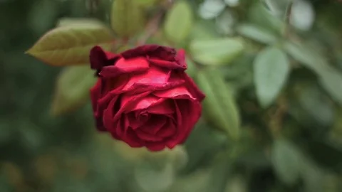 Red roses close up. Background. Stock Footage 73110099