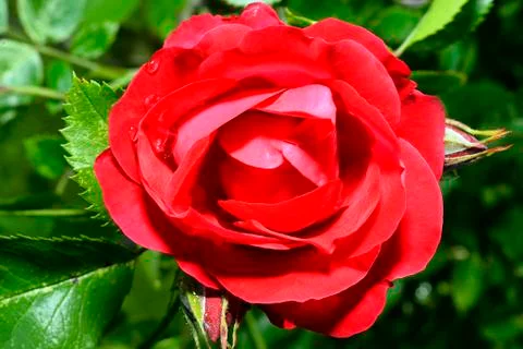 Red roses close up. Background. Stock Photos