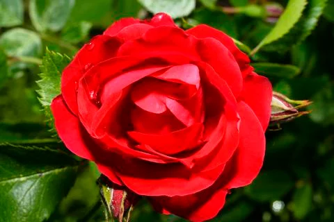 Red roses close up. Background. Stock Photos