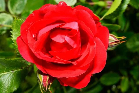 Red roses close up. Background. Stock Photos
