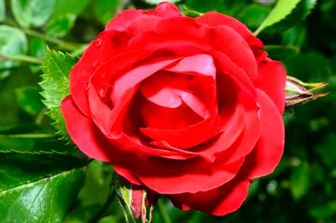 Red roses close up. Background. Stock Photos