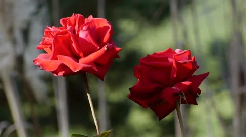 Red roses close up  Stock Footage 1106791