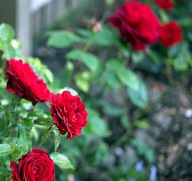Red roses close up Stock Photos