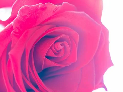 Red roses. Close-up. Stock Photos