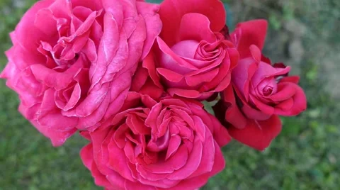 Red Roses Close Up Top View Stock Footage 53878700