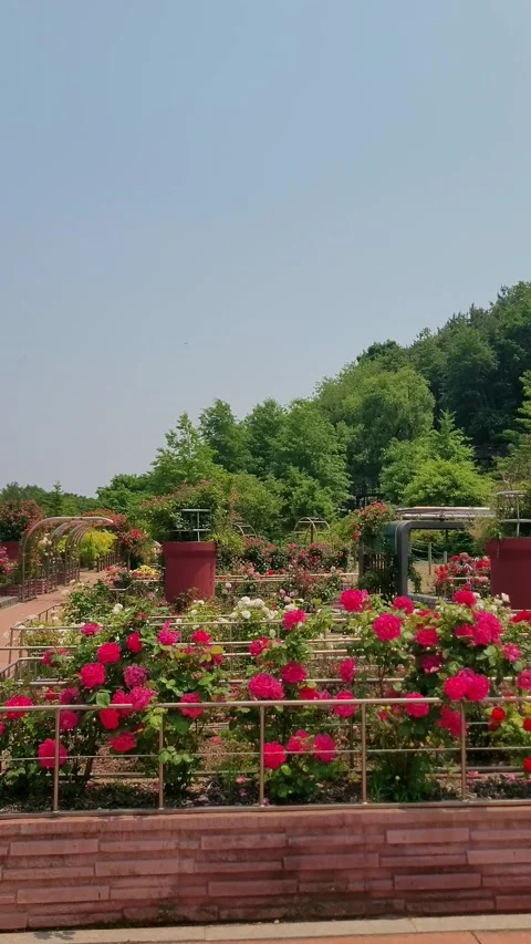 Red Roses Closeup Blooming Vidéo 330358033