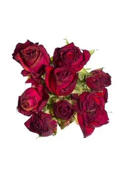 Red roses closeup Stock Photos