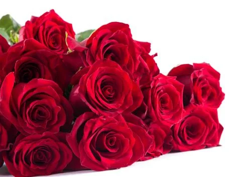 Red roses closeup Stock Photos