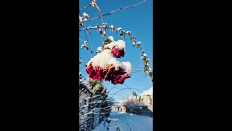 Red roses covered in snow against clear winter sky vertical video Stock Footage 325994530