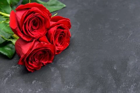 Red roses on a dark background Stock Photos