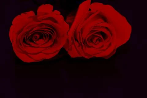 Red roses in the dark Stock Photos