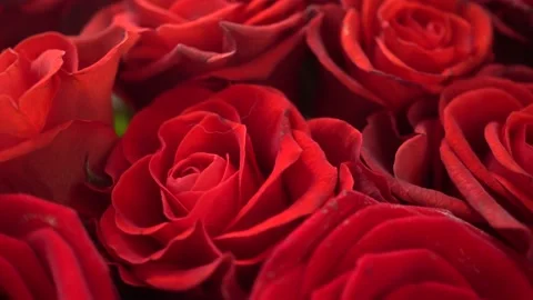 Red Roses El Toro Slider Shot Stock Footage 168881353