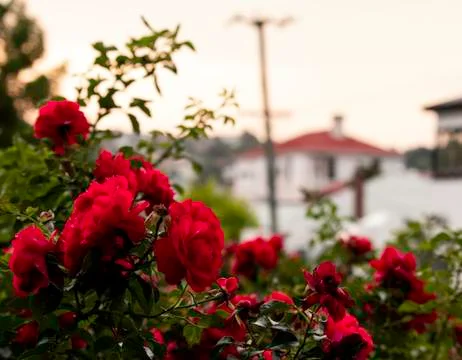 Red roses in the evening light Stock Photos