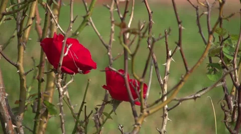 Red Roses in the Fall Video stock 49931005