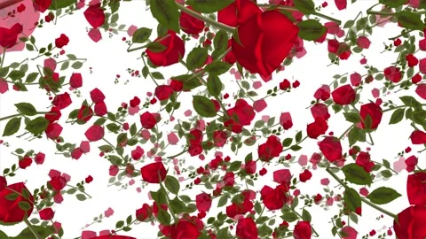 Red Roses Falling Background Stock Footage 305127493