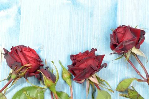 Red Roses on a Flat Layer Stock Photos