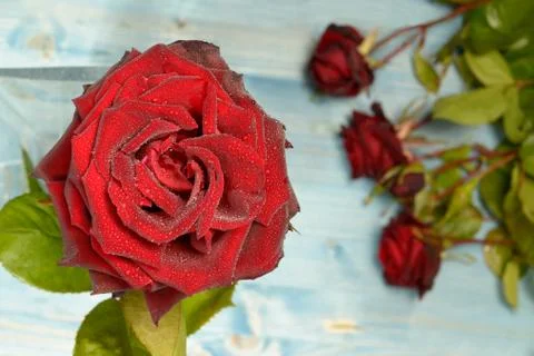 Red Roses on a Flat Layer Stock Photos