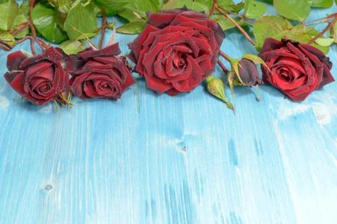 Red Roses on a Flat Layer Stock Photos