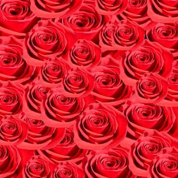 Red roses flowers pattern texture background for design. Stock Photos