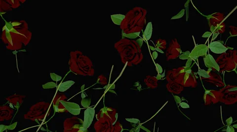 Red roses flying towards camera Stock Footage 38163171