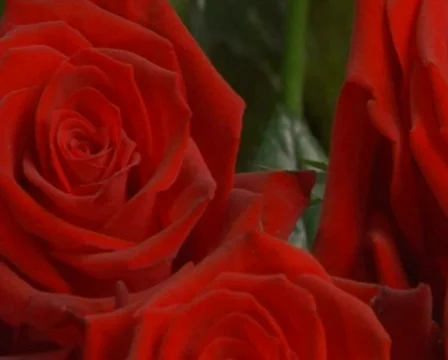 Red roses Stock Footage 474019