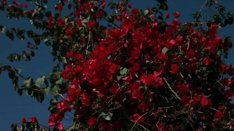 Red Roses Stock Footage 740386