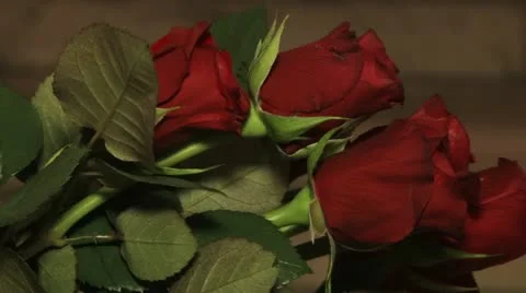 Red roses Stock Footage 20543295