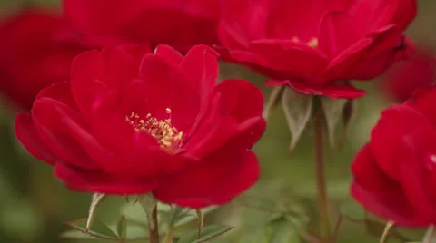 Red roses Stock Footage 35660985
