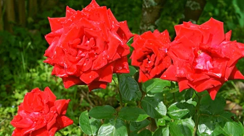 Red roses Stock Footage 37542821