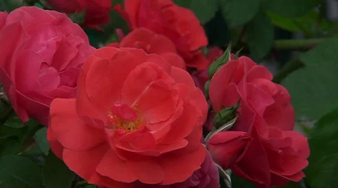 Red roses Stock-Footage 38866294
